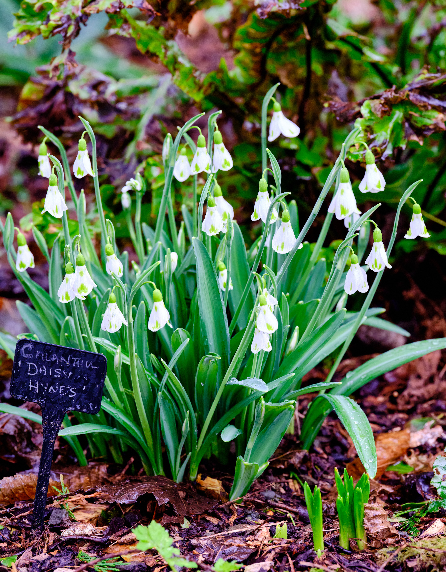 Higher Cherubeer and RHS Rosemoor Mediterranean Plants and Gardens