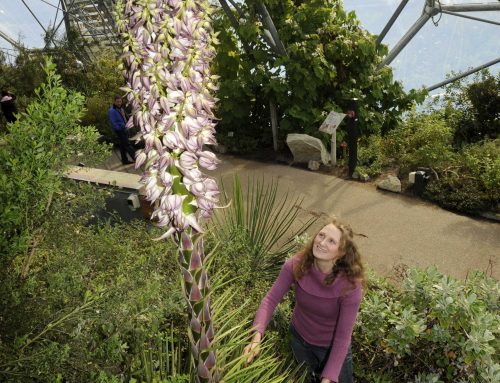 GQT at the Eden Project