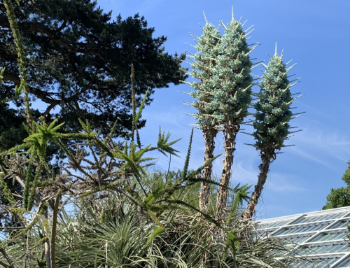 Puya alpestris flowers for first time at Kew