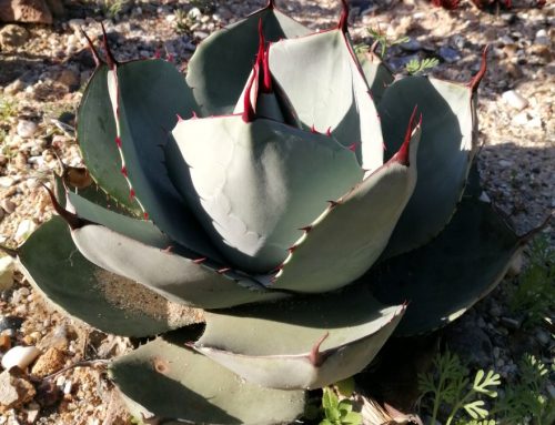 The Cactus and Succulent Review