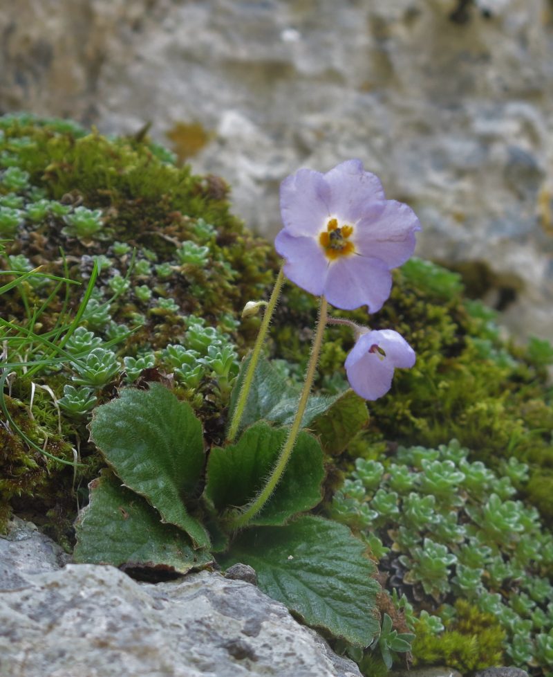 Epirus 2023 – Mediterranean Plants and Gardens