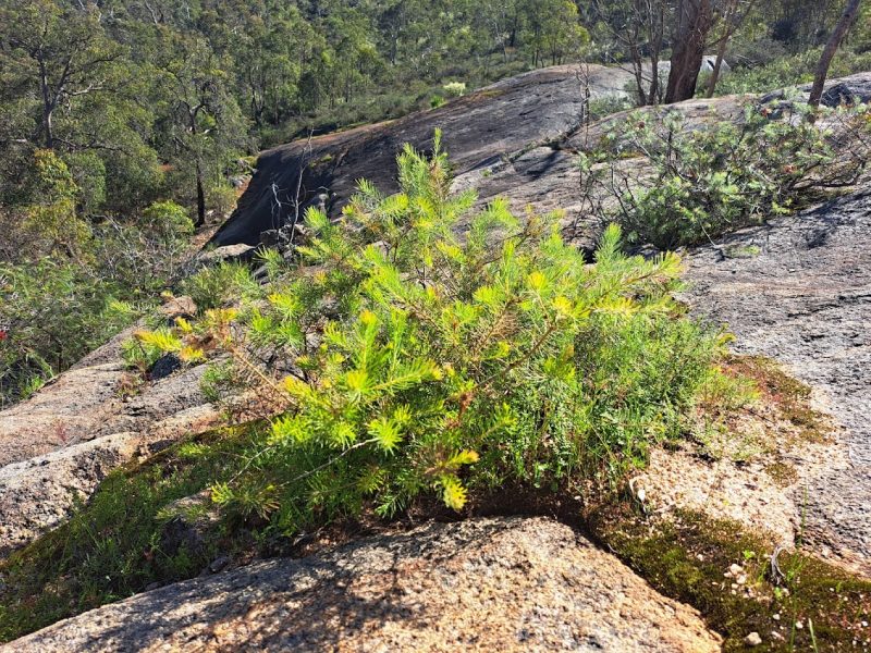 Western Australia Kings Park and Bushland – Mediterranean Plants and ...
