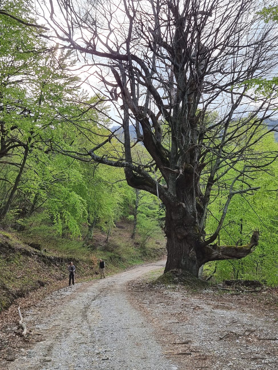 Ancient woodland