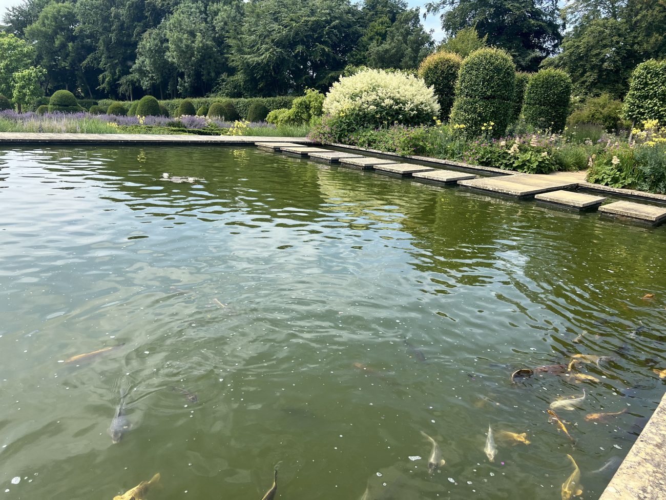 Carp pool