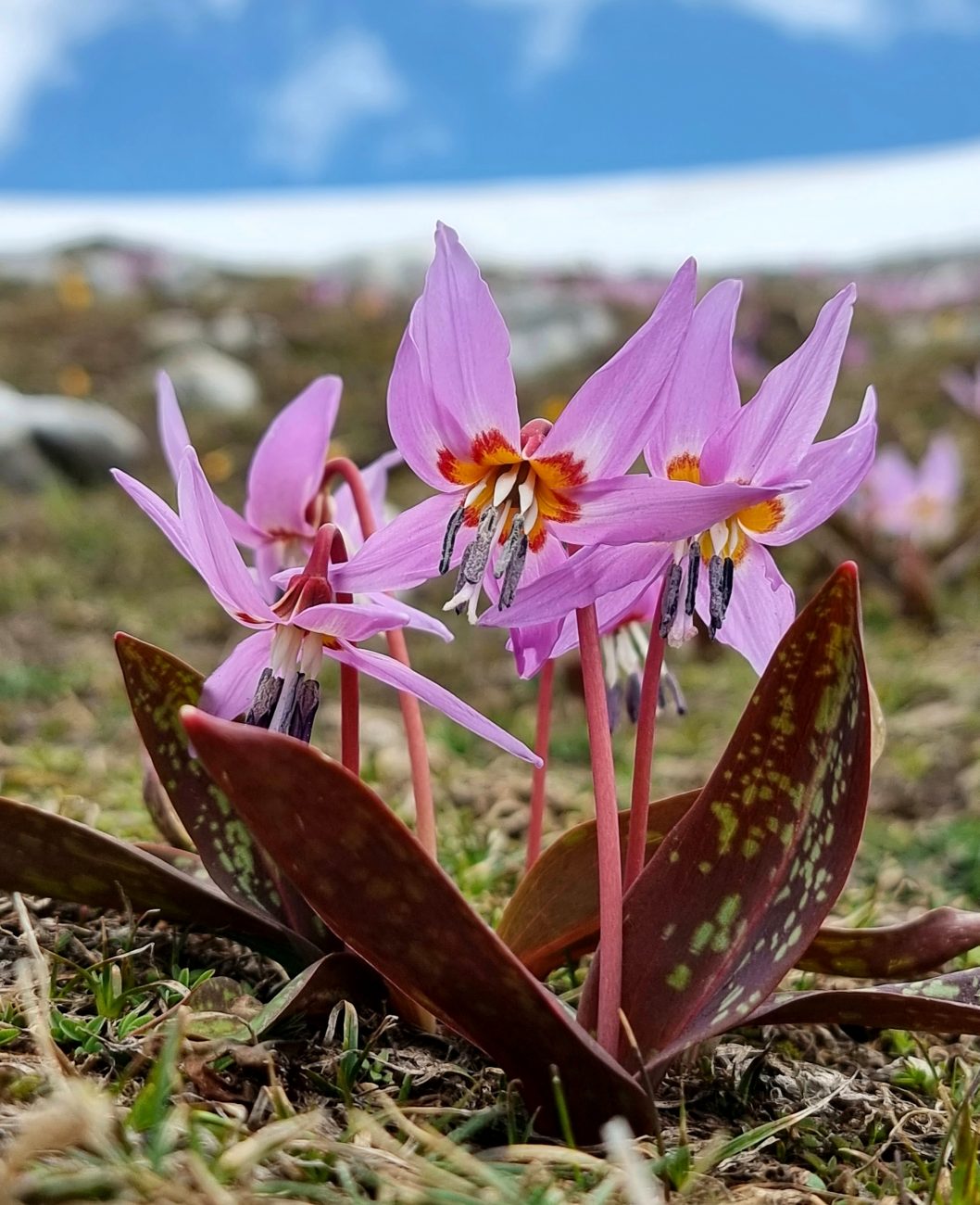 Erythronium