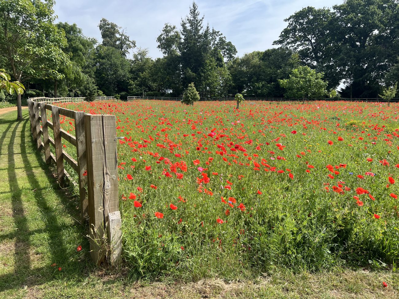 Flower meadow