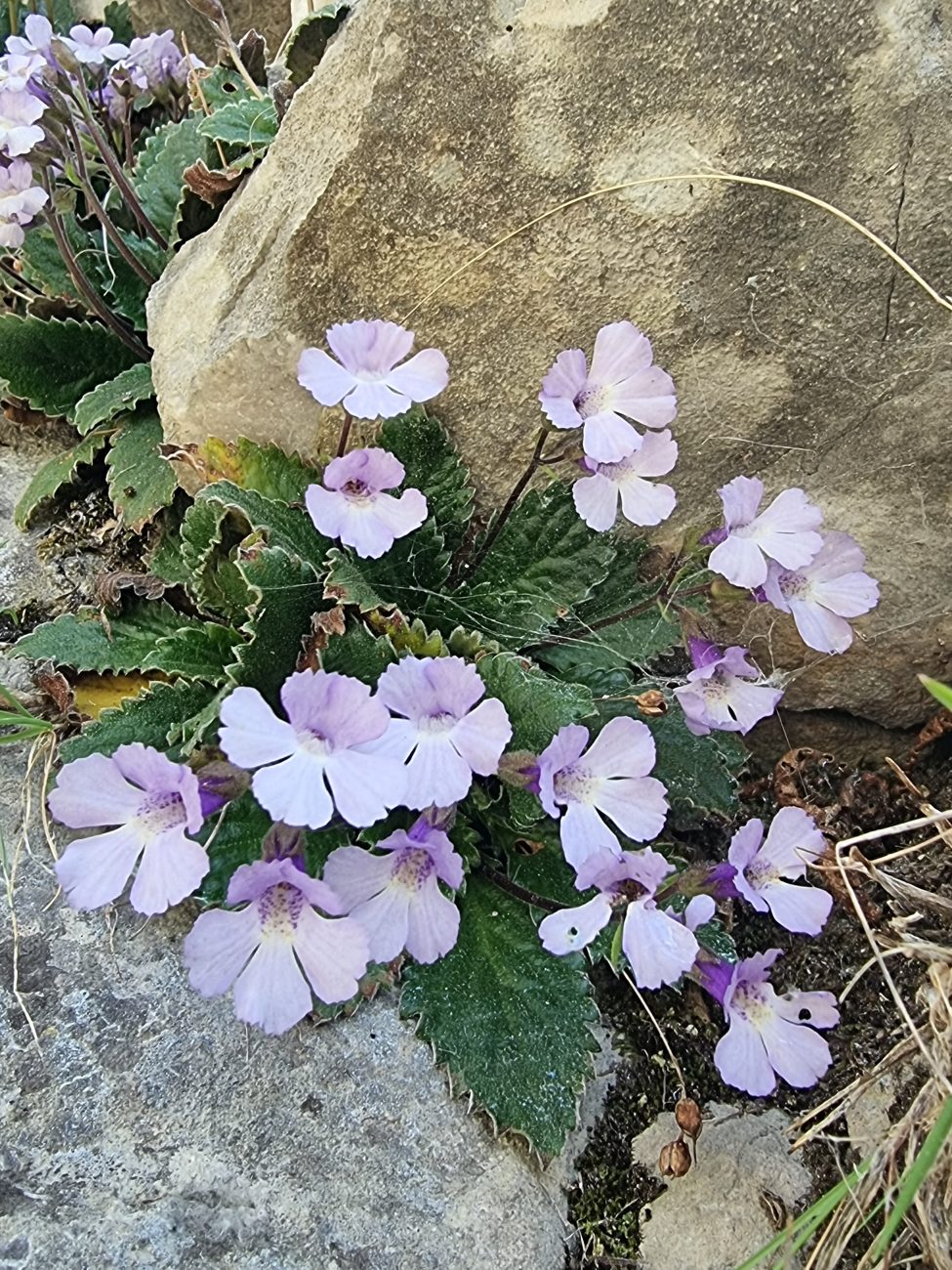 Haberlea