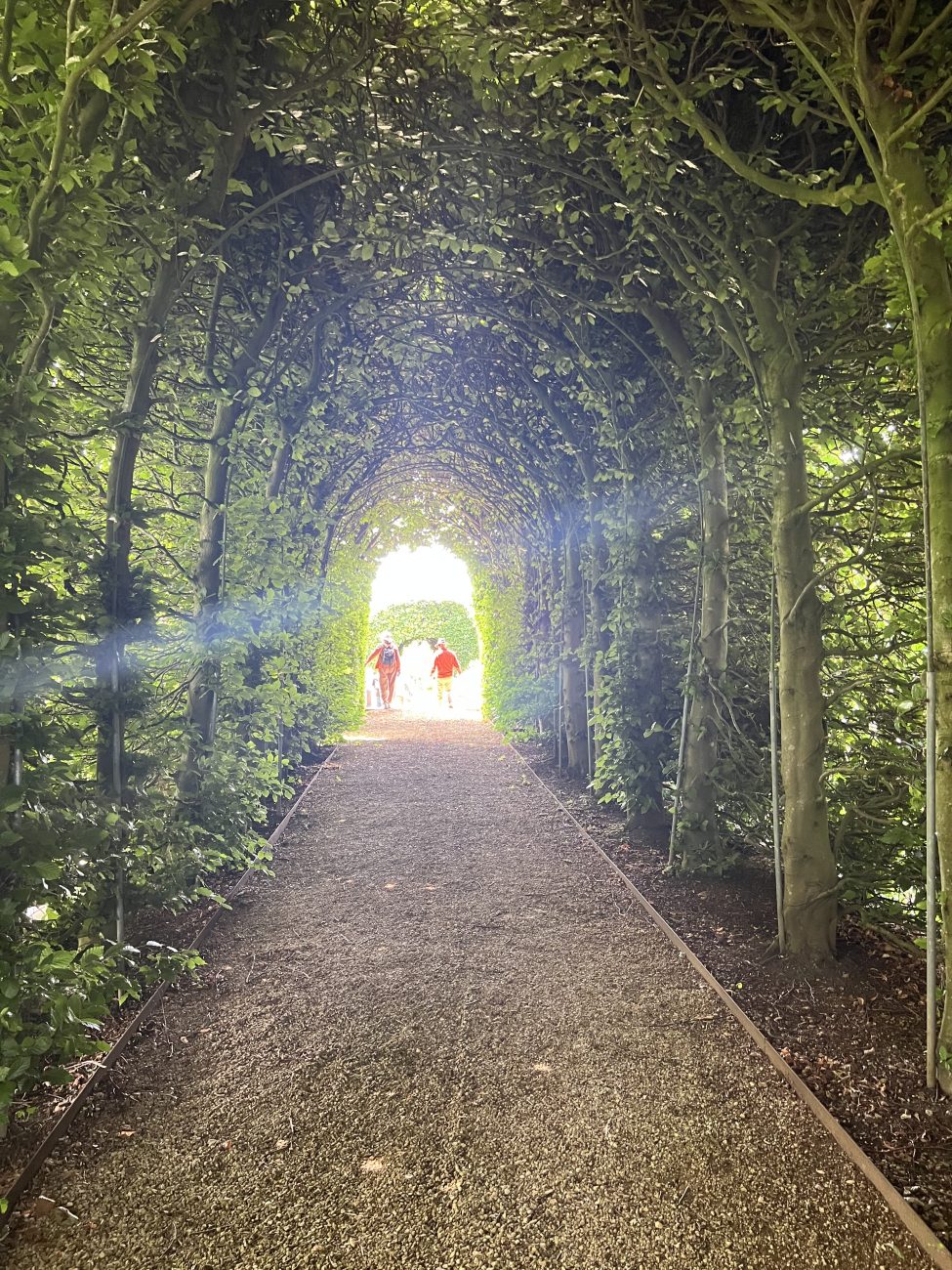 Hornbeam tunnel 1