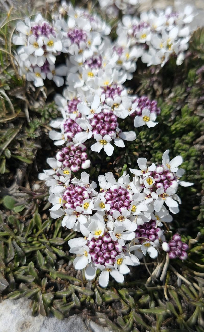 Iberis sempervirens