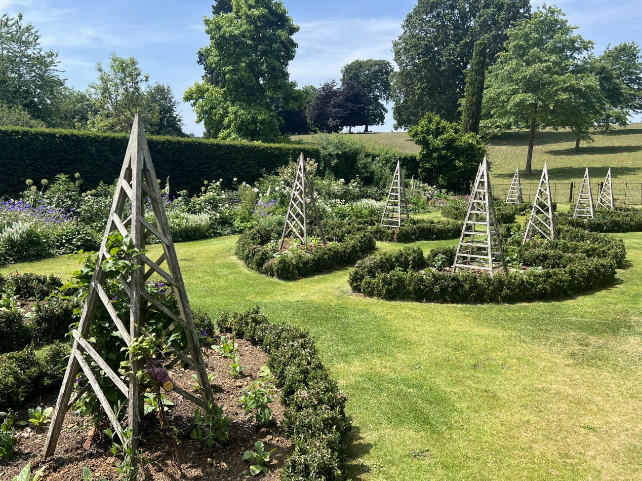 Newly planted rose garden
