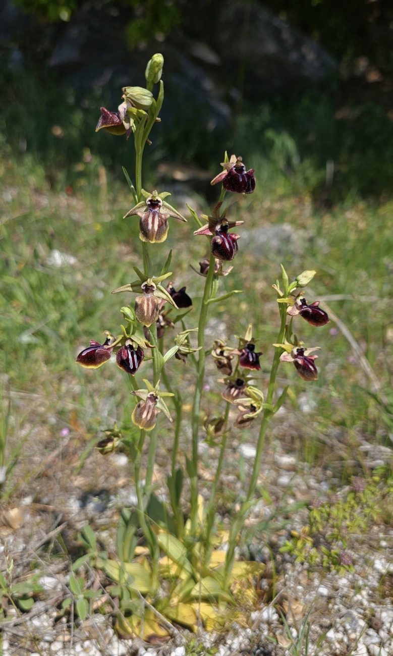 Ophrys mammosa