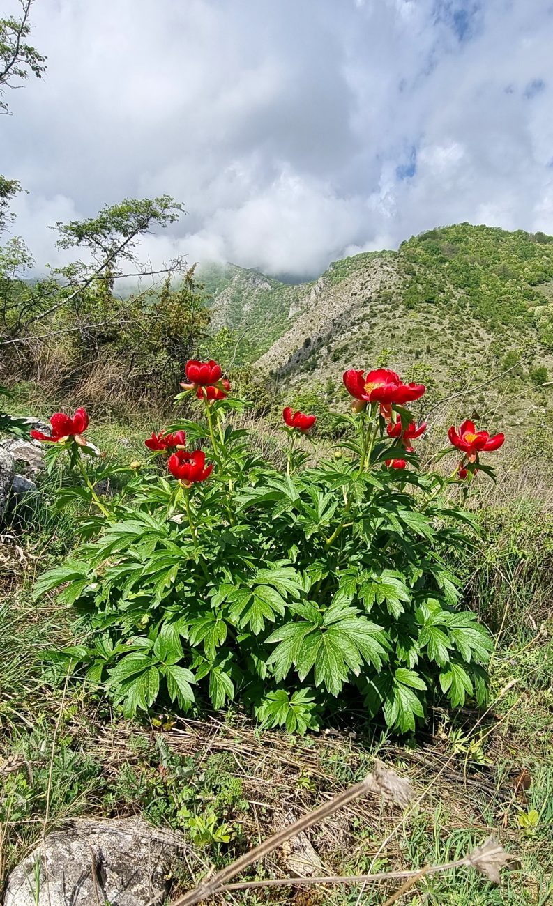 Paeony