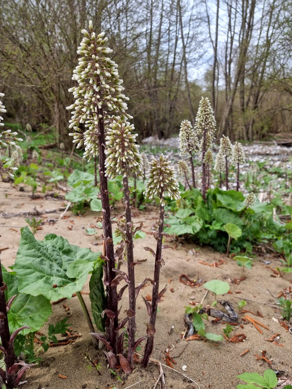 Petasites