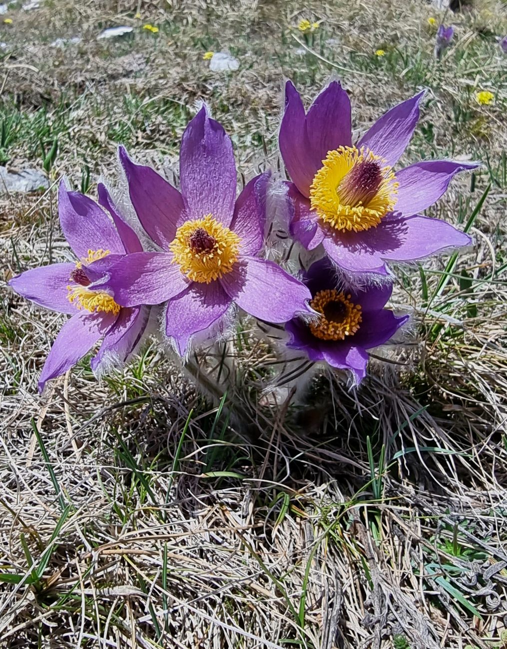 Pulsatilla halleri