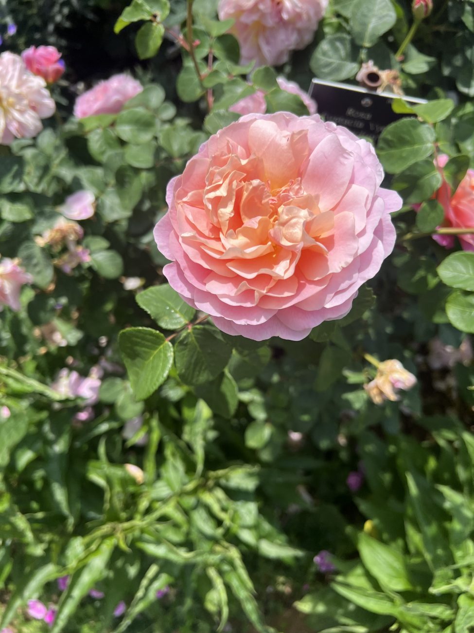 Rosa Eustacia Vye