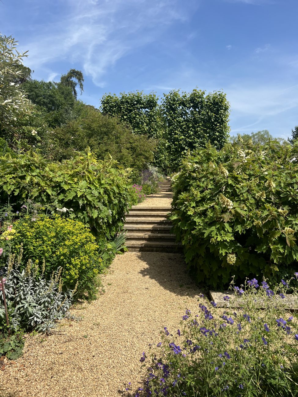 Steps to lower terrace