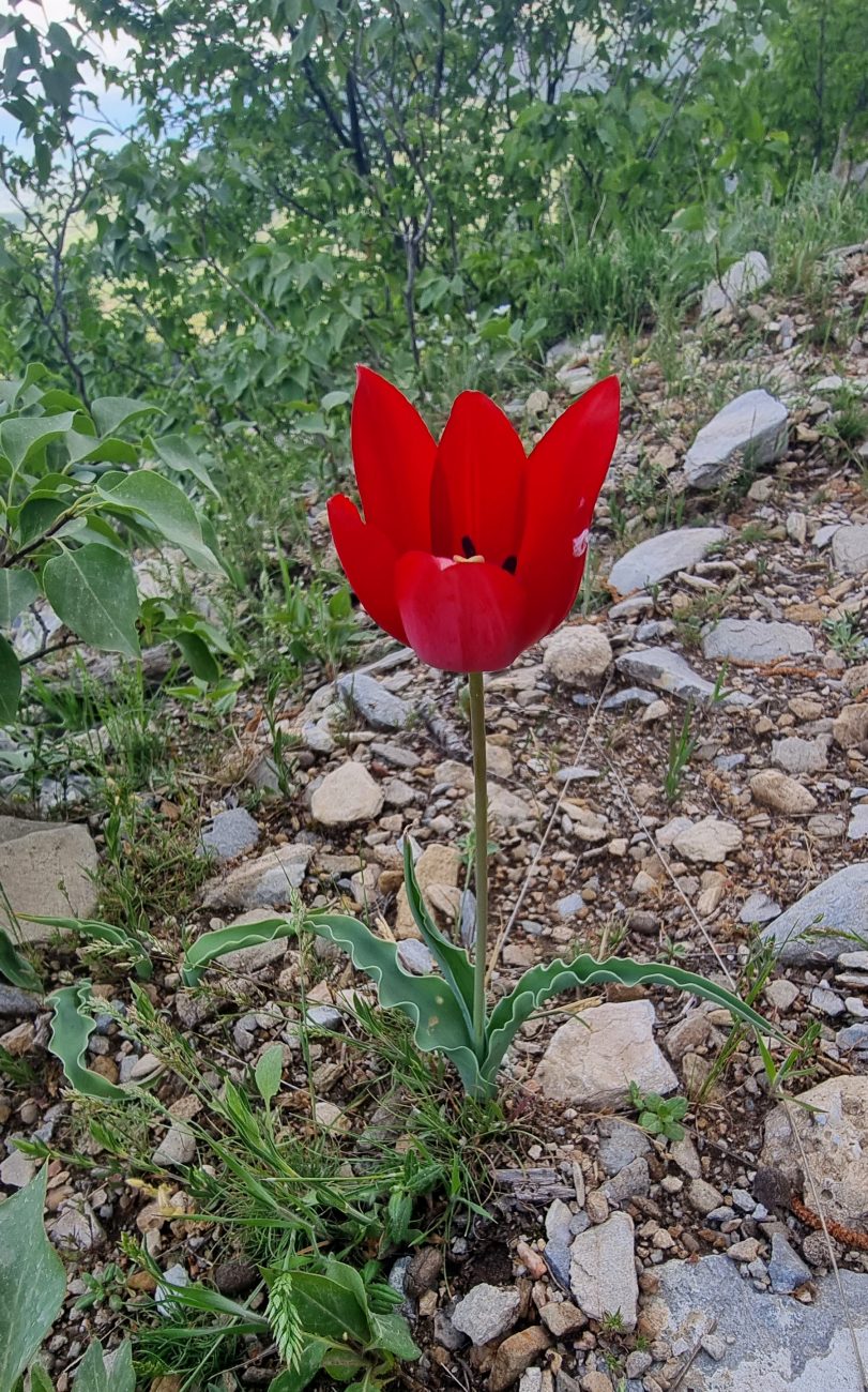 Tulip