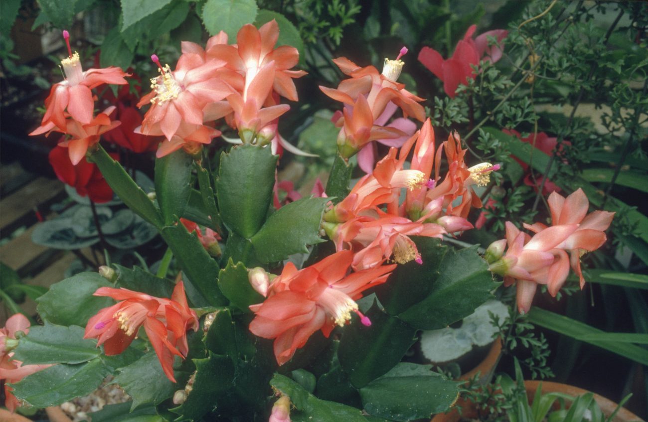 schlumbergia Christmas Cactus