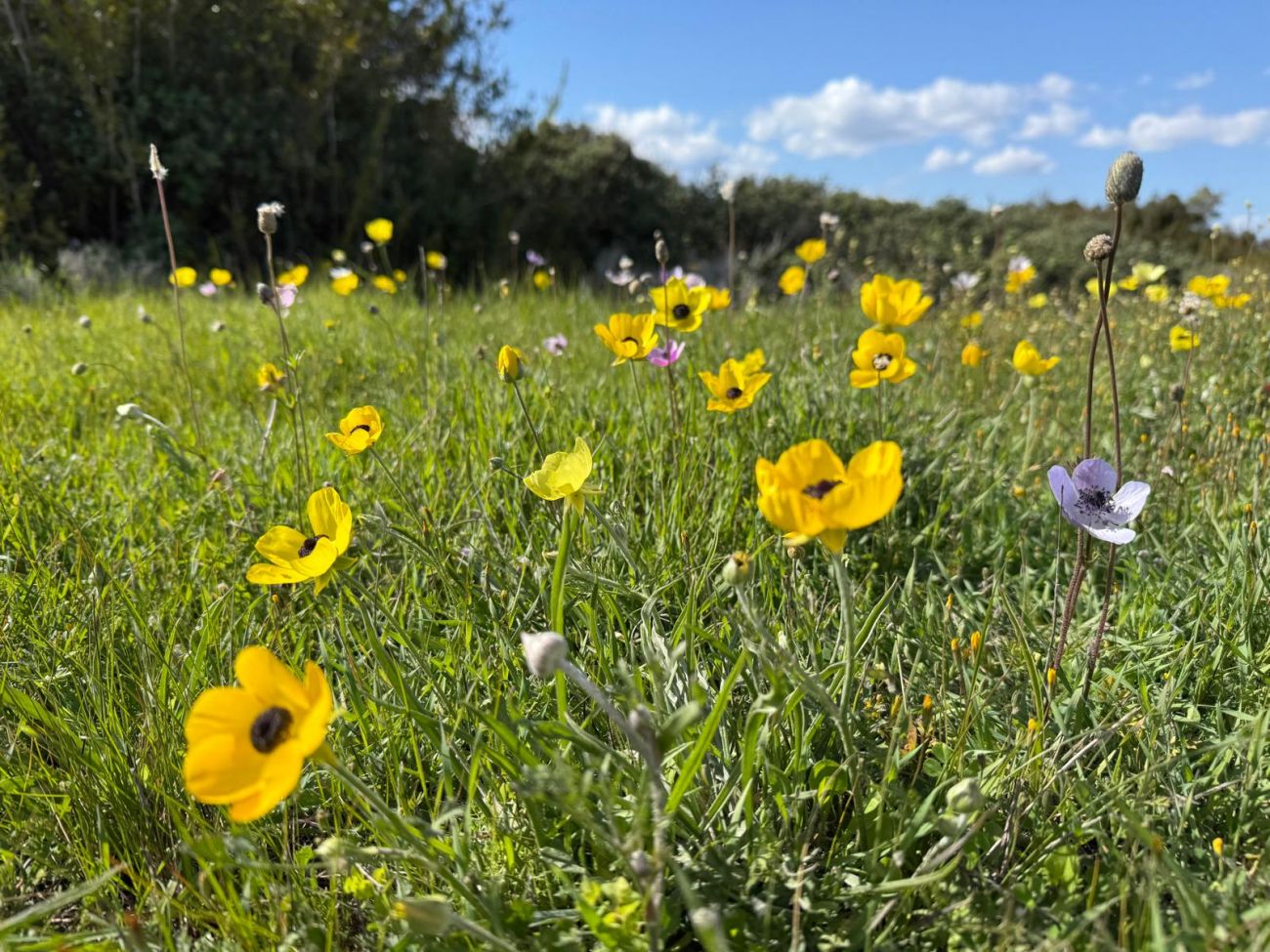 13, Ranunculus asiaticus