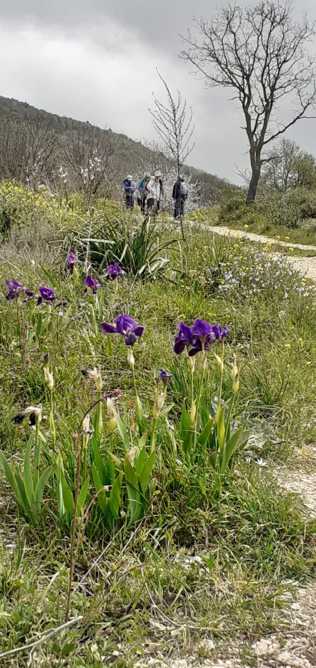 11 irises by road