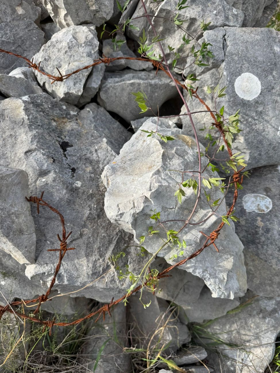 14 karst w plant
