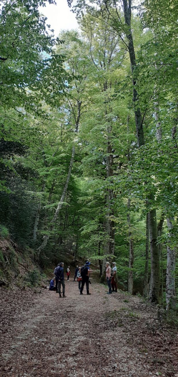 17 beech wood walk