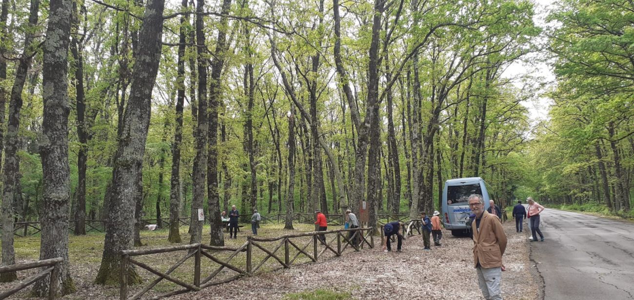 2 stop to inspect woodland