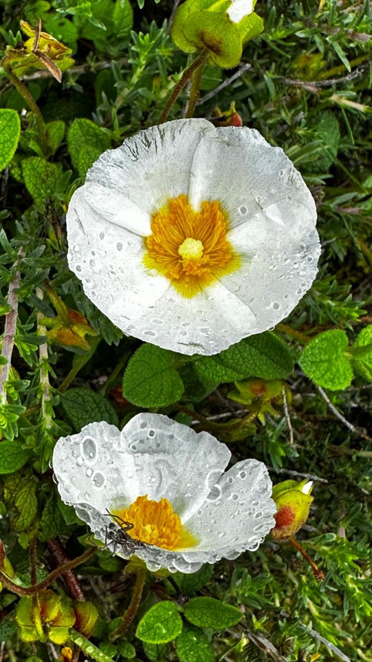 21 Cistus salviifolius
