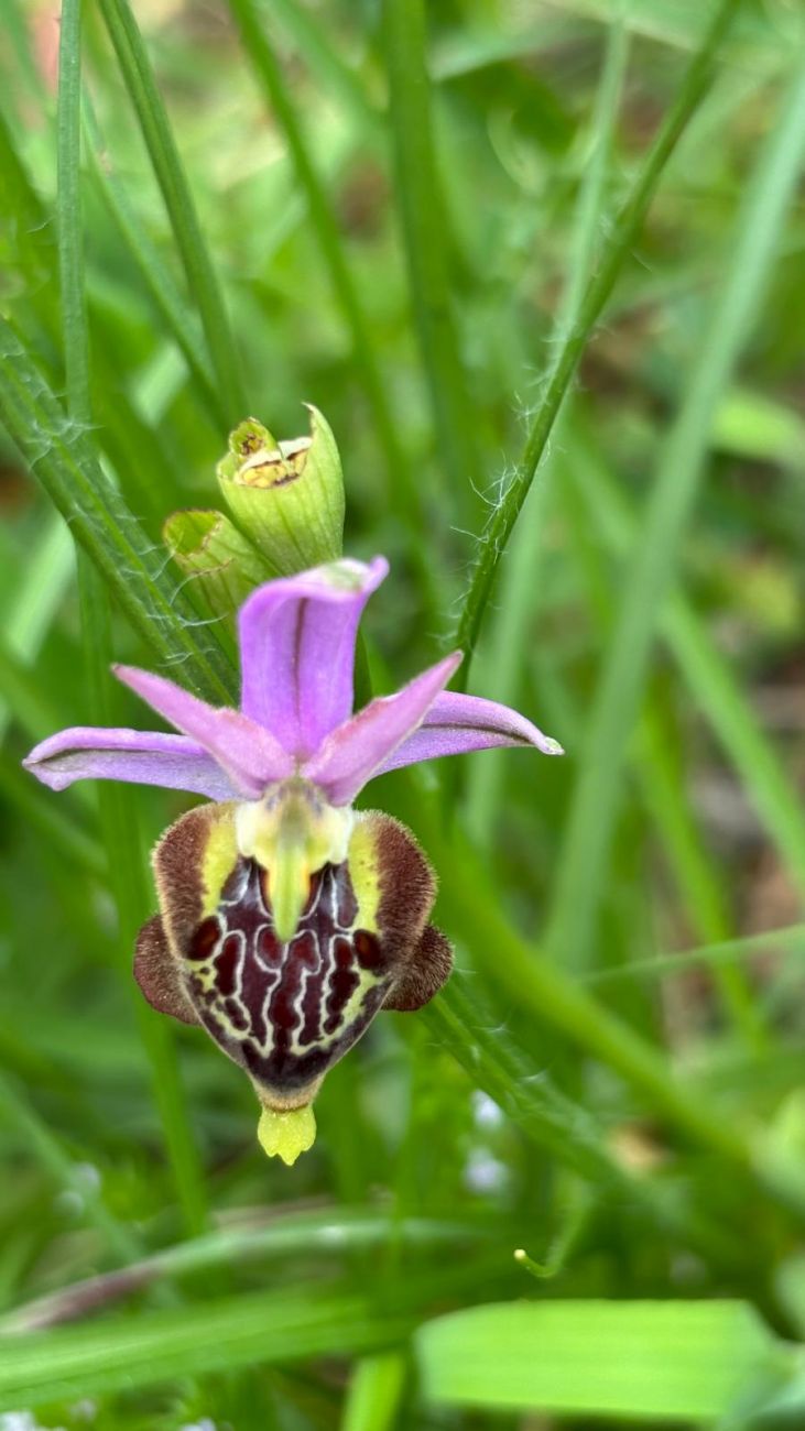 27 Ophrys apulica