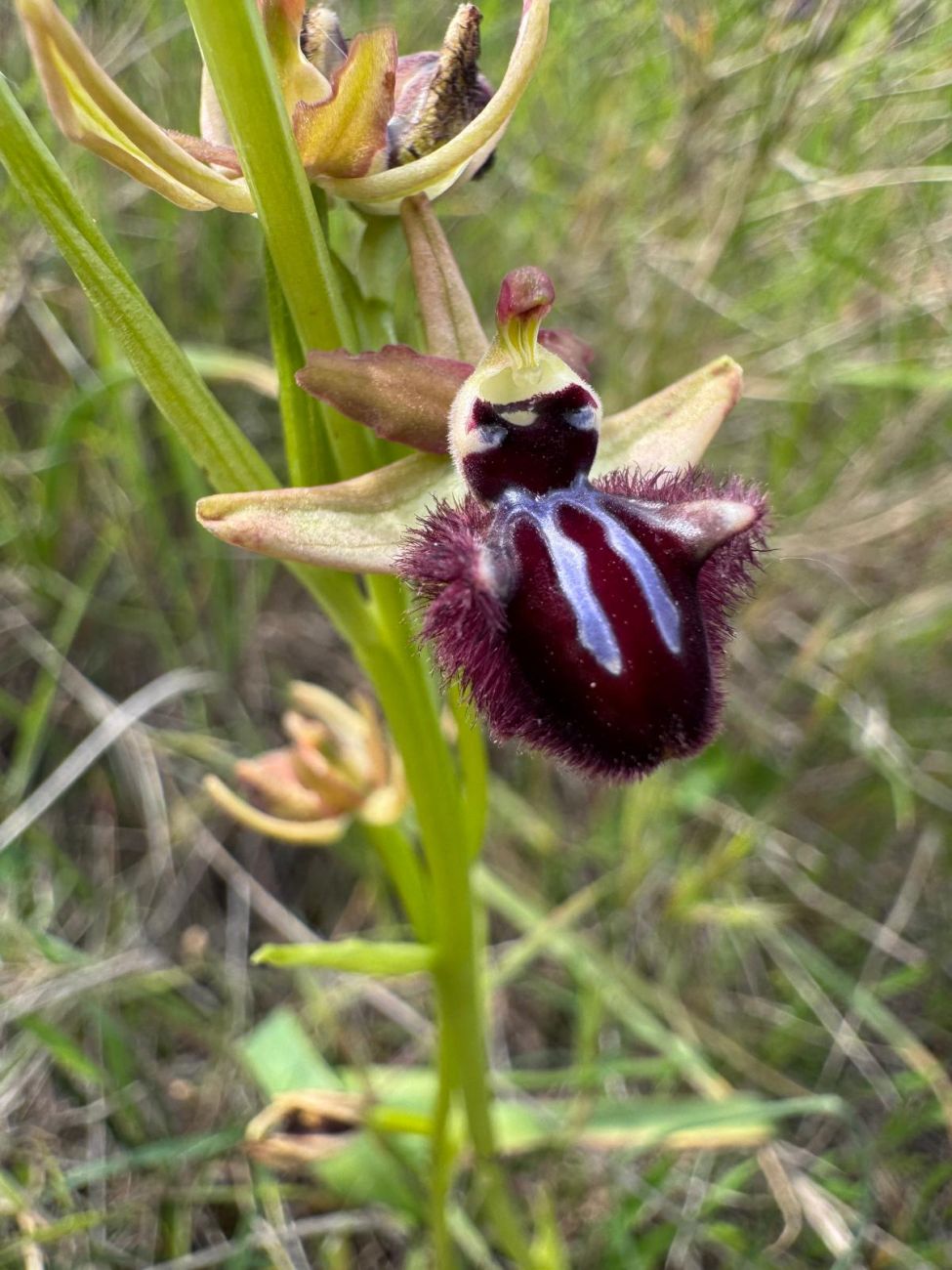 28 Ophrys montis-gargani