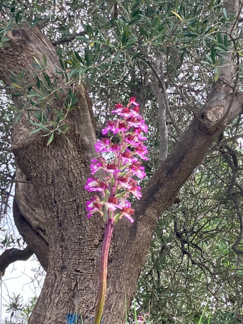 29 Orchis purpurea