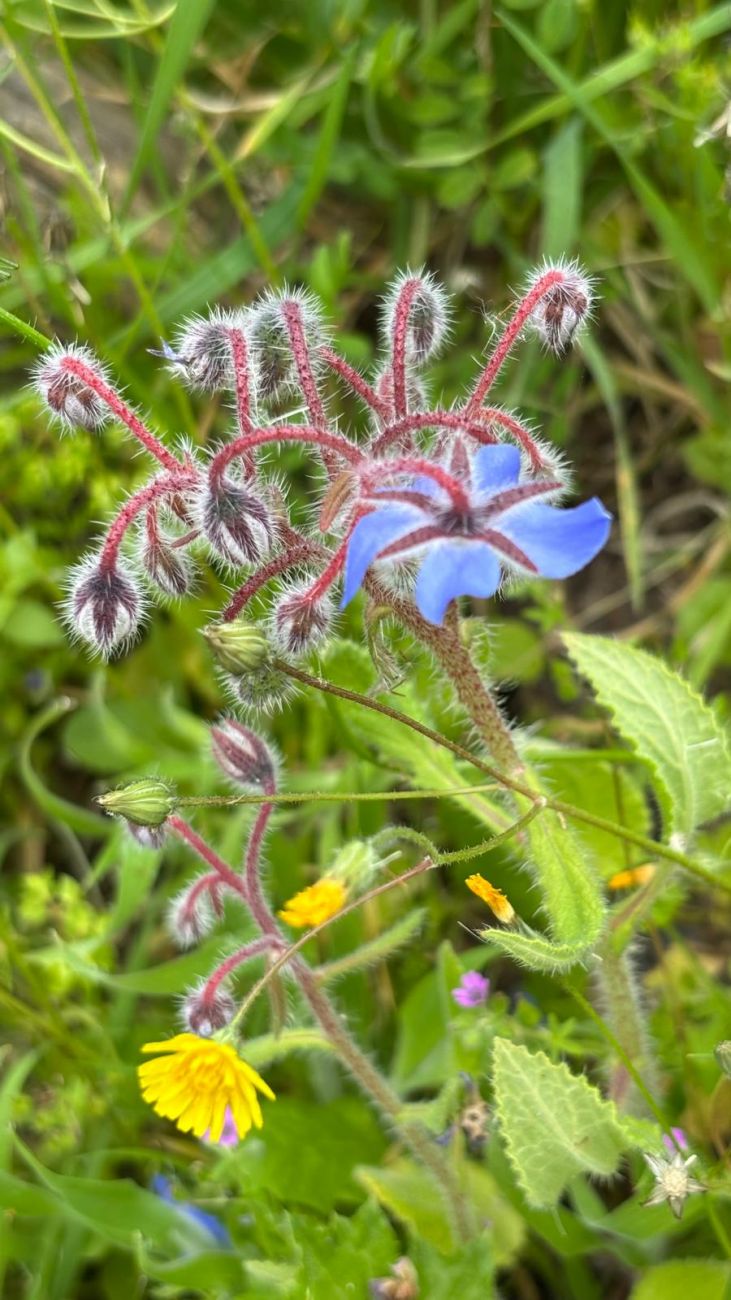 3 Borago officinalis with an Asteraceae