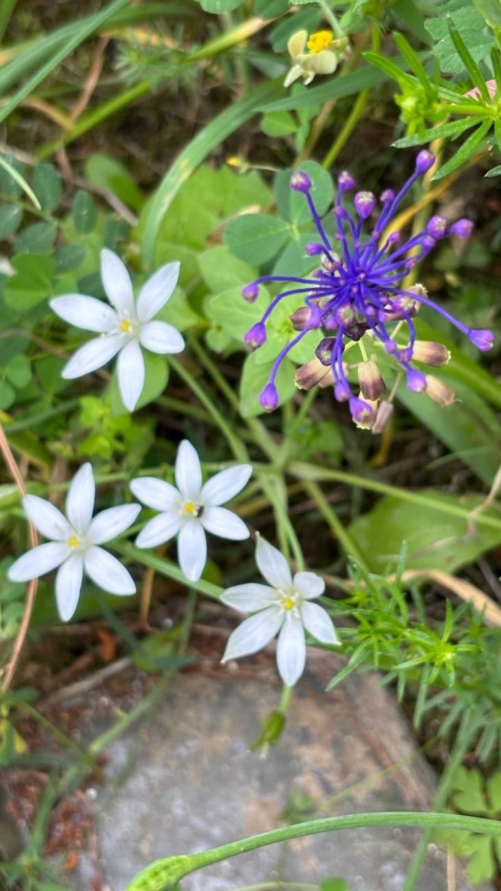 30 Ornithogalum and Muscari comosum