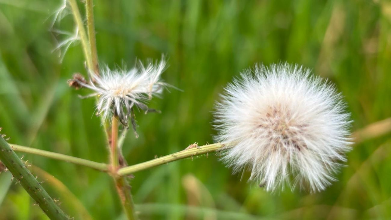 6 Sonchus asper (possibly)