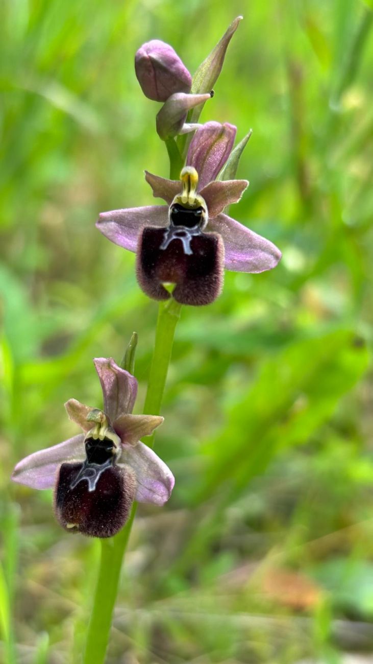 8 Ophrys x surdii, hybrid fr O neglecta and O garganica