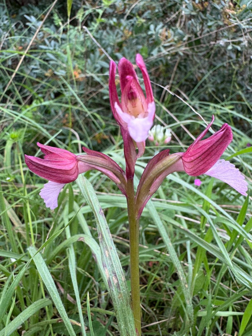 9 Anacamptis papilionacea