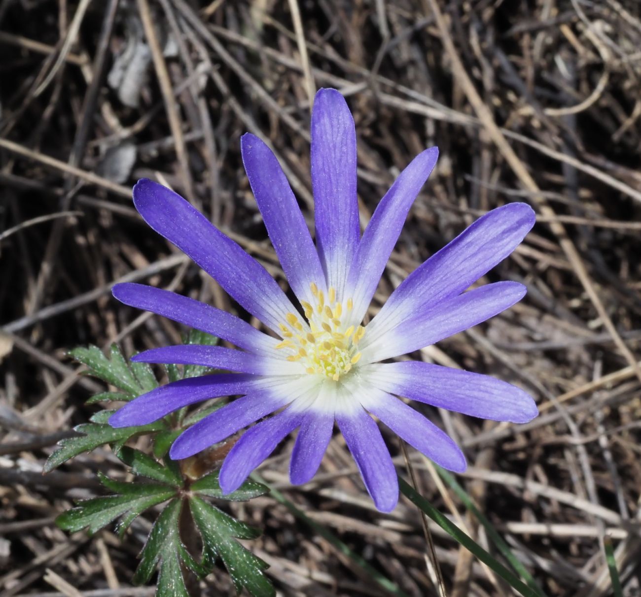 Anemone blanda