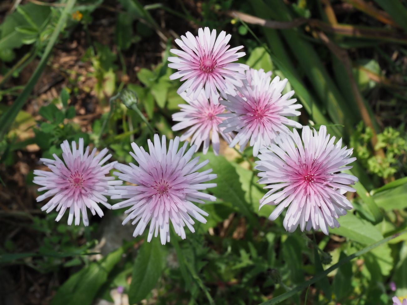 Crepis rubra