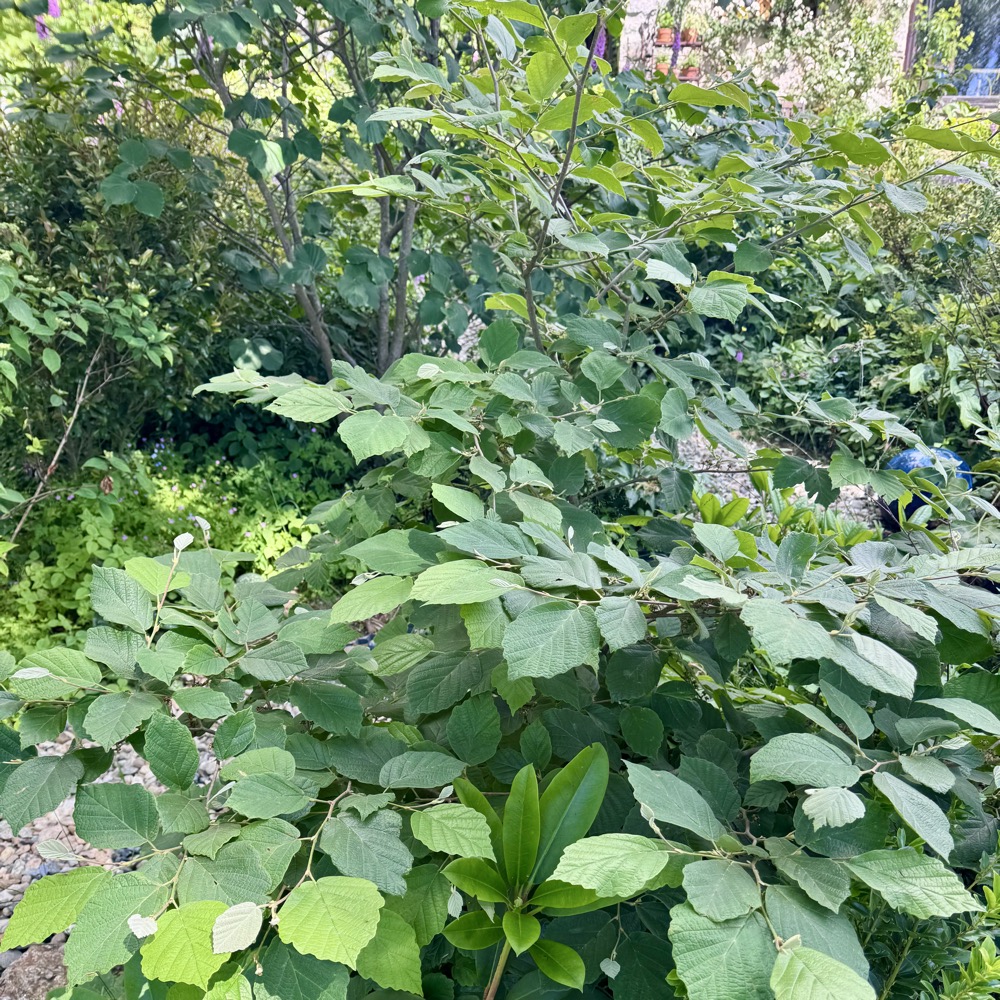 Hamamellis virginiana mexicana