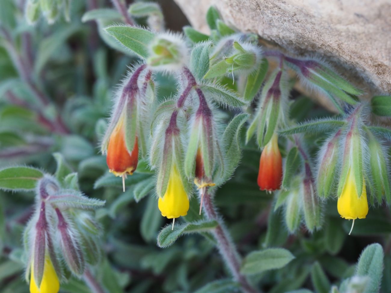 Onosma frutescens