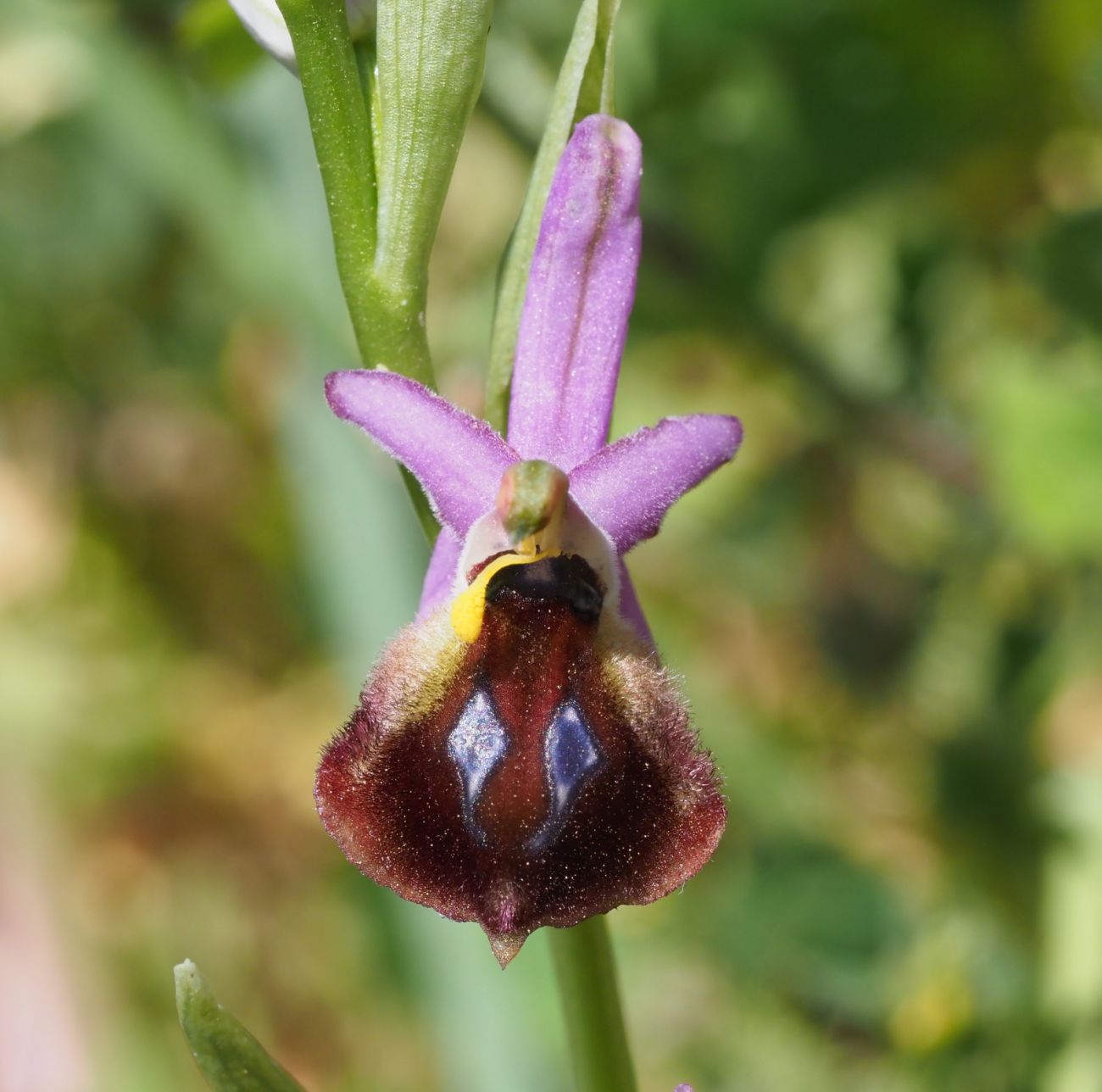Ophrys argolica