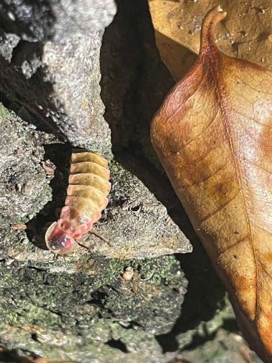 Picture 19 Glow worm