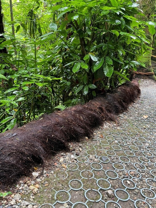Picture 2 Trachicarpus edging