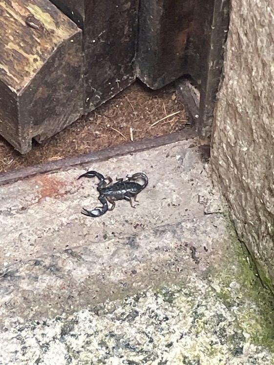 Picture 20 Scorpion