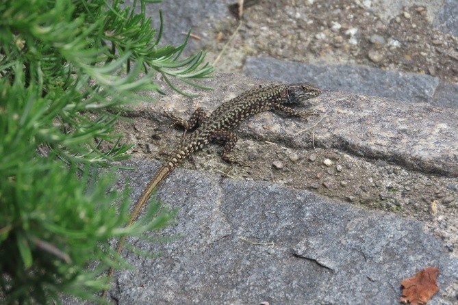 Picture 21 Lizard