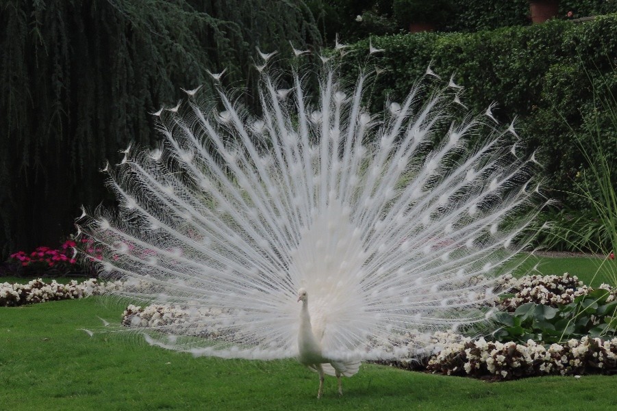 Picture 22 Peacock