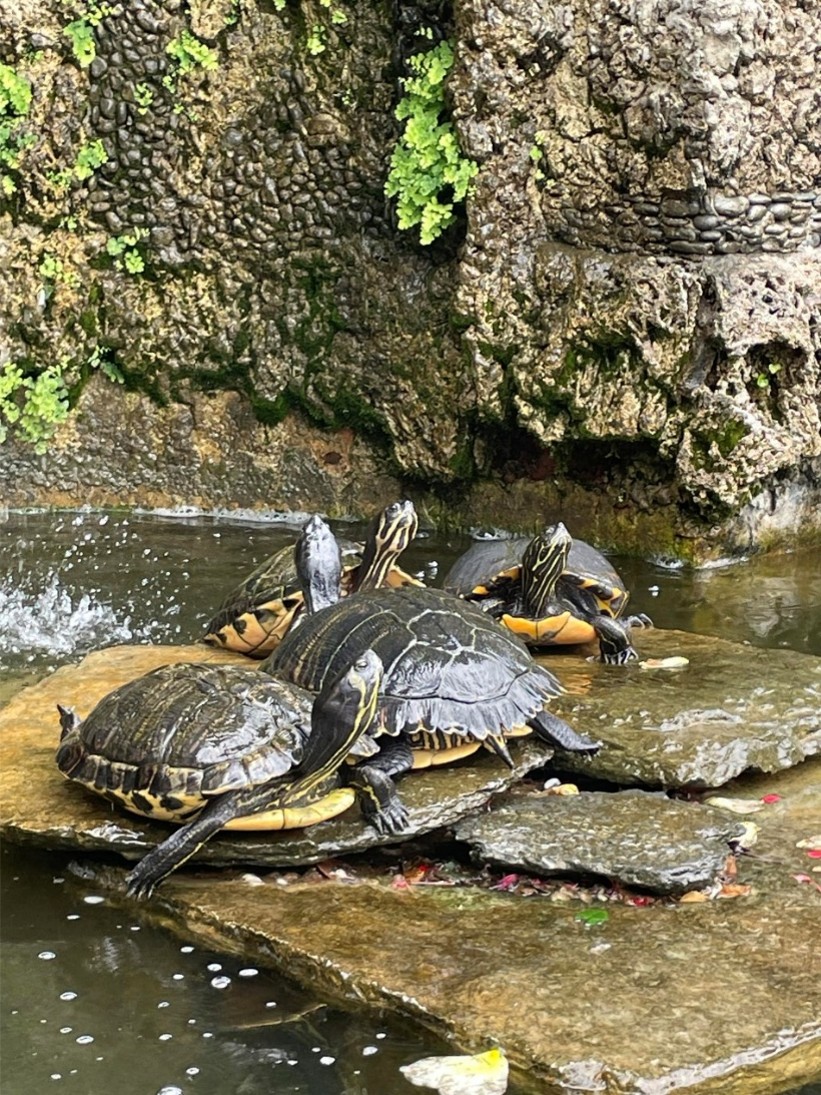 Picture 23 Terrapins