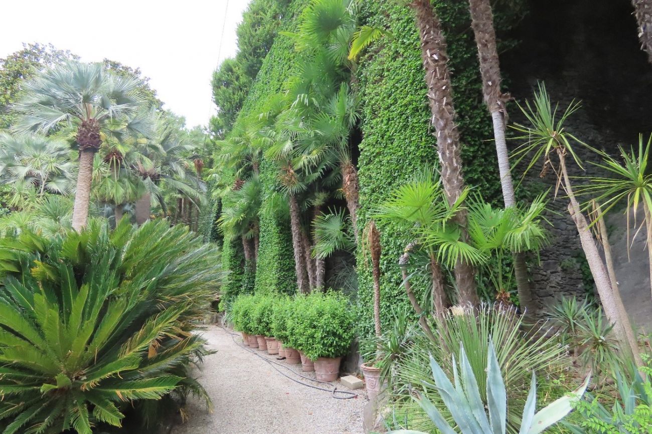 Picture 4 Ficus pumila Isola Bella