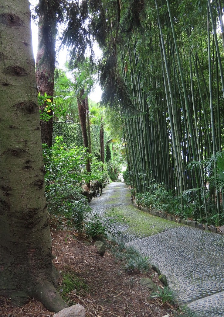 Picture 6 Bamboo Isola Bella