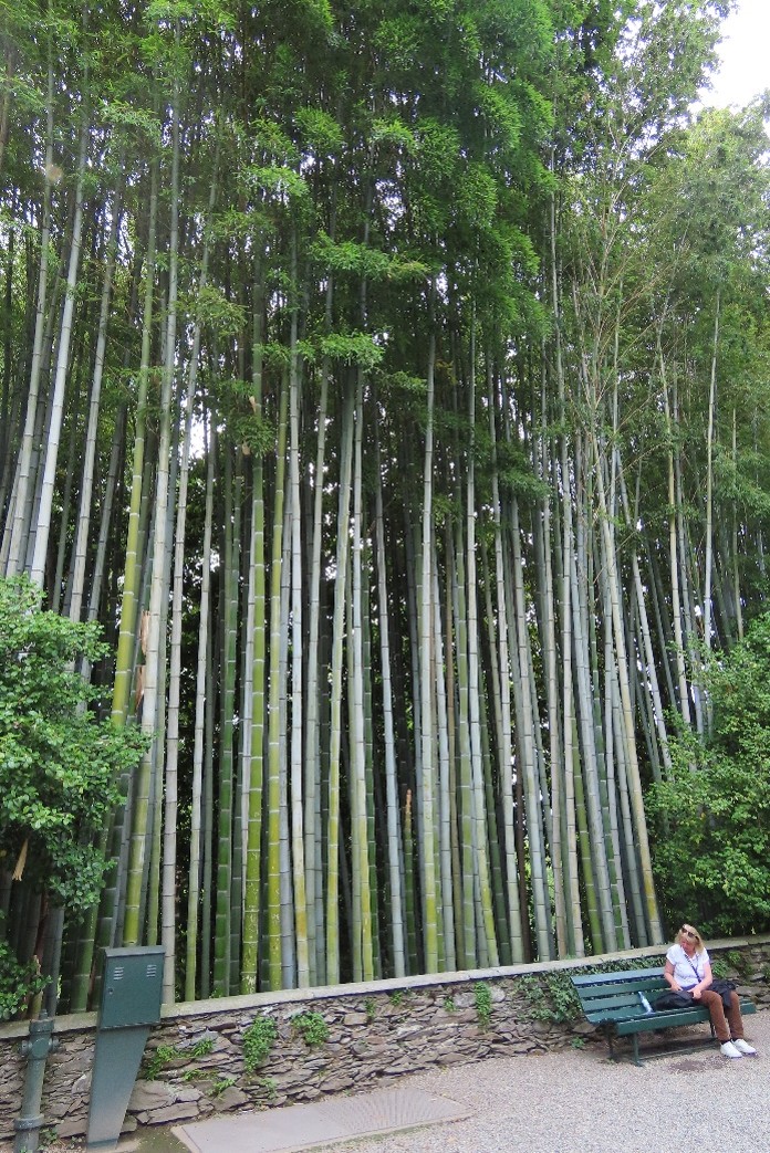 Picture 7 Bamboo Isola Madre